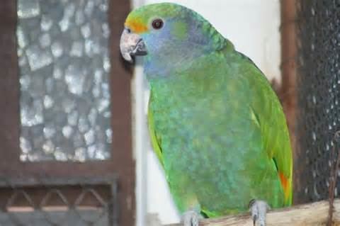 Blue-cheeked amazon More on Amazona dufresniana Bluecheeked Parrot