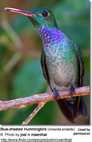 Blue-chested hummingbird httpswwwbeautyofbirdscomimagesbirdsBlueche