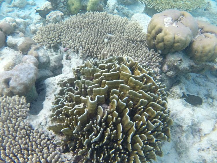 Blue coral FileHeliopora coerulea Maldivesjpg Wikimedia Commons