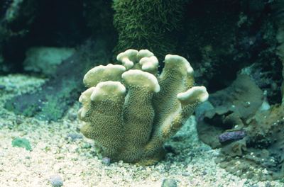 Blue coral Heliopora coerulea Details Marine Invert TFH Magazine