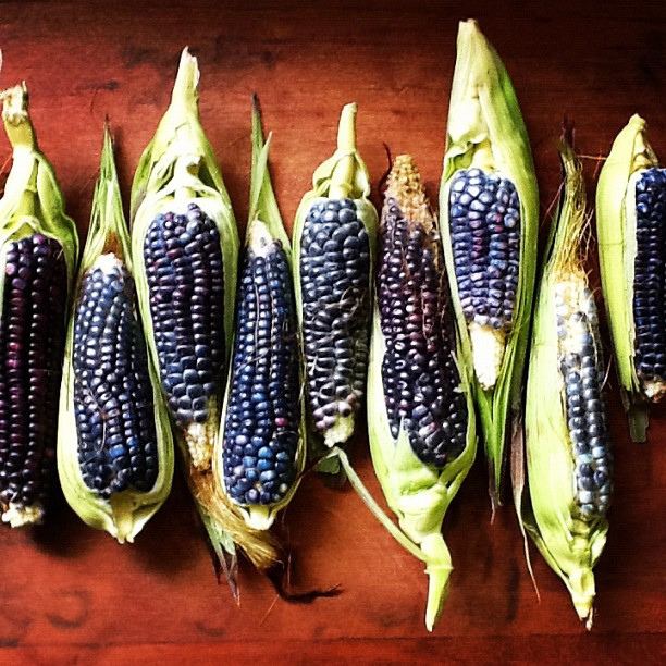 Blue corn Blue Corn Tortillas A predicted Food Trend in 2017 Doa Cholita