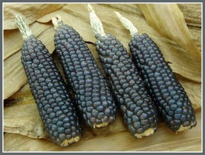 Blue corn The Life Extension Blog Is Blue Corn Healthy