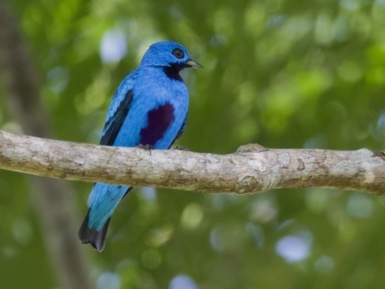 Blue cotinga Blue Cotinga BirdForum Opus