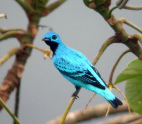 Blue cotinga Blue Cotinga This stunning adult male was perched right ou Flickr