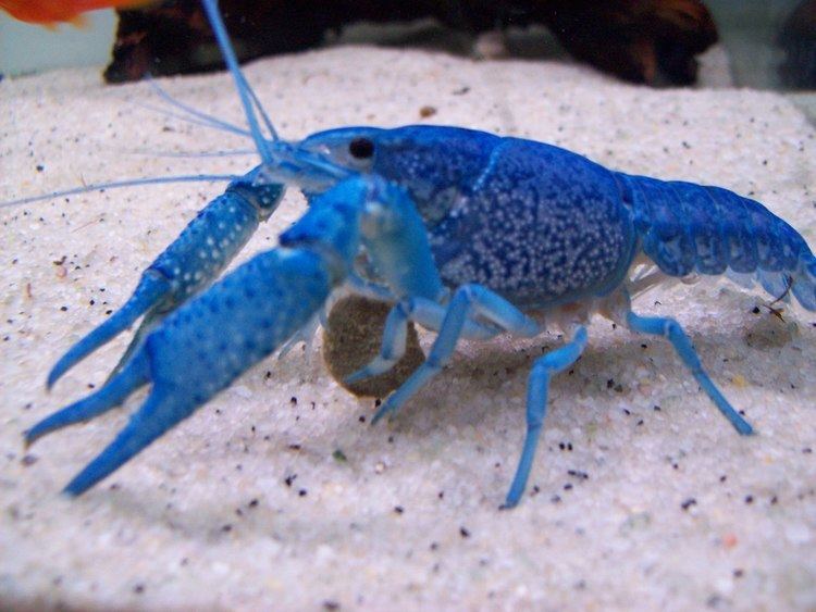 Blue crayfish blue lobster crayfish Fish Pinterest Lobsters iPad and Blue