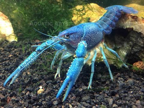 Blue crayfish Electric Blue Crayfish Care Guide