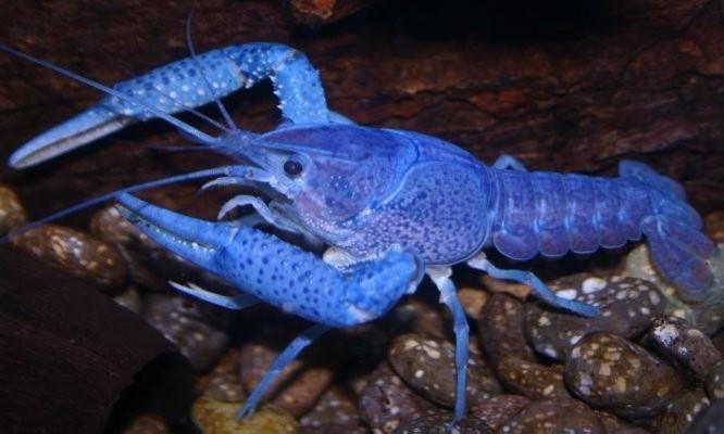 Blue crayfish Crayfish for your pond can be a good choice to make Find out why here