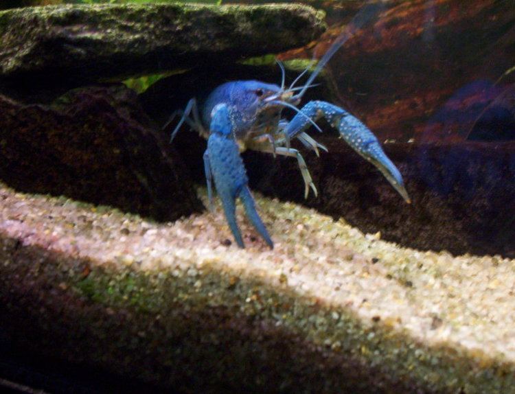 Blue crayfish httpsuploadwikimediaorgwikipediacommonsbb