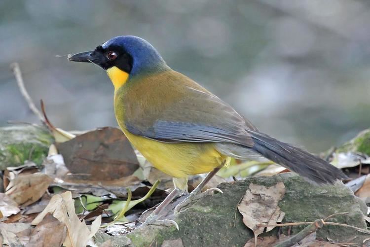 Blue-crowned laughingthrush Bluecrowned Laughingthrush Dryonastes courtoisi videos photos