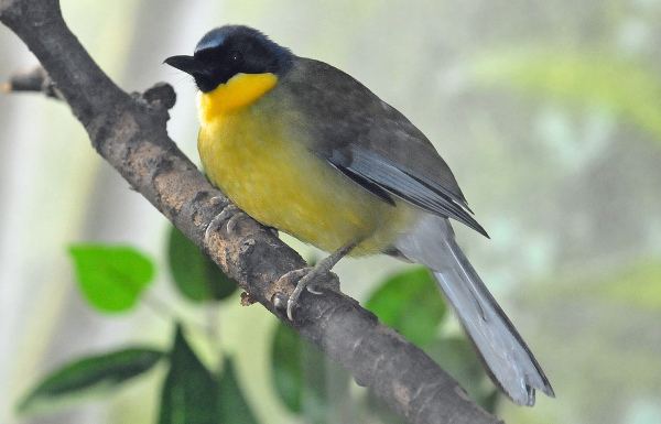 Blue-crowned laughingthrush Sunday Species Snapshot BlueCrowned Laughingthrush Scientific