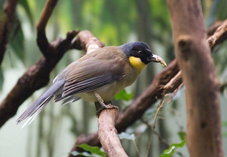 Blue-crowned laughingthrush FileBluecrowned Laughingthrushjpg Wikimedia Commons