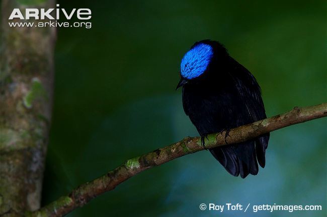 Blue-crowned manakin Bluecrowned manakin videos photos and facts Lepidothrix coronata