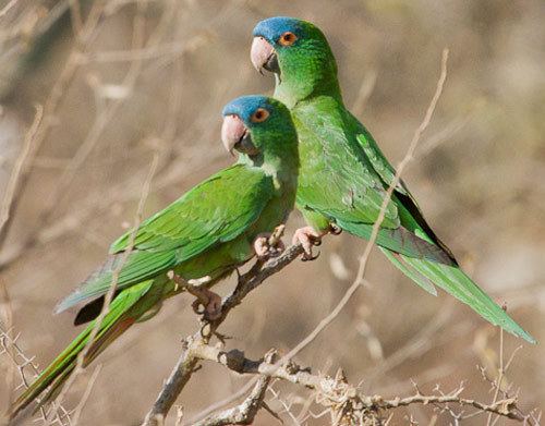 Blue-crowned parakeet Bird Species Bluecrowned Parakeet