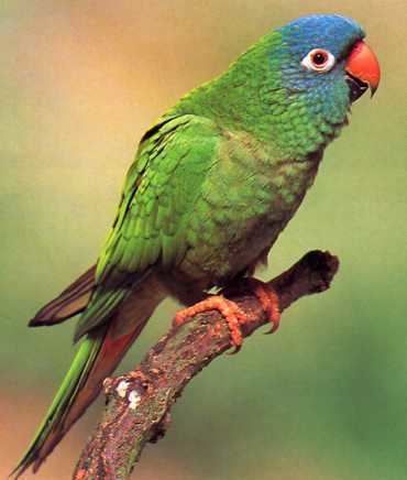 Blue-crowned parakeet Bluecrowned Parakeet Aratinga acuticaudata South American birds