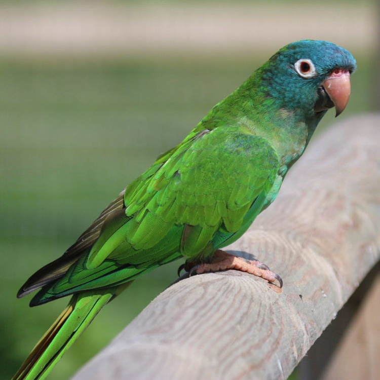 Blue-crowned parakeet BlueCrowned Conure Facts As Pets Behavior Diet Pictures