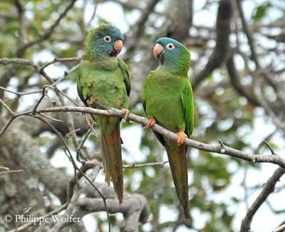 Blue-crowned parakeet Bluecrowned Conure or Parakeet