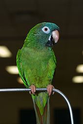 Blue-crowned parakeet httpsuploadwikimediaorgwikipediacommonsthu