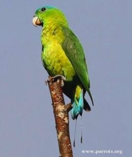 Blue-crowned racket-tail Bluecrowned Racquettailed Parrot Prioniturus discurus Parrot