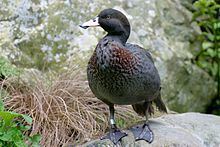 Blue duck httpsuploadwikimediaorgwikipediacommonsthu