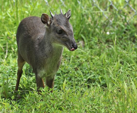 Blue duiker Blue Duiker The Maryland Zoo in Baltimore