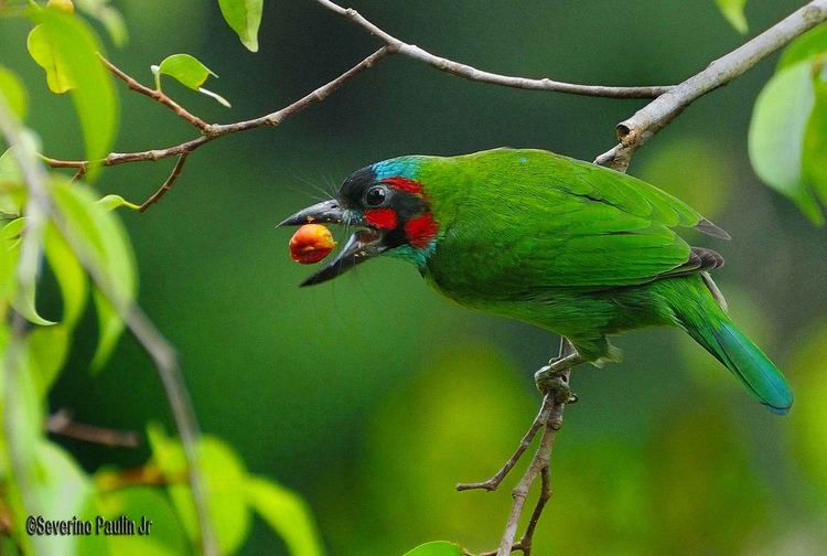 Blue-eared barbet Blueeared Barbet Taken at Sepilok forest Thorpe Flickr