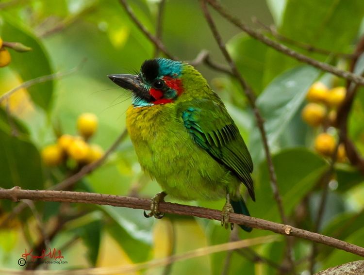 Blue-eared barbet SOUTH EAST ASIA BIRDS Malaysia birds paradise Blue Eared Barbet