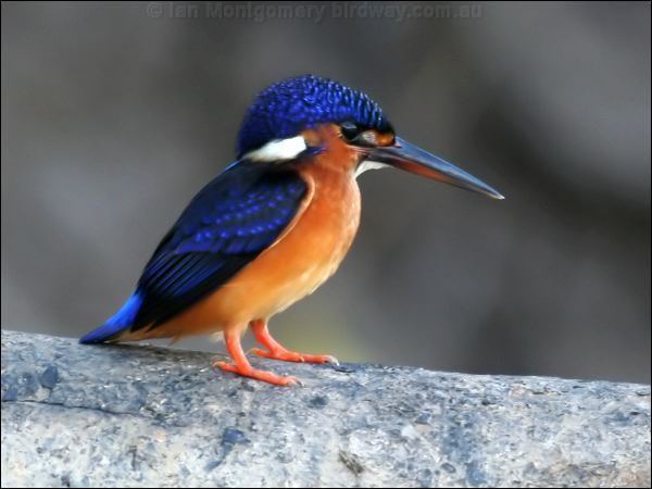 Blue-eared kingfisher Blueeared Kingfisher photo image 1 of 3 by Ian Montgomery at