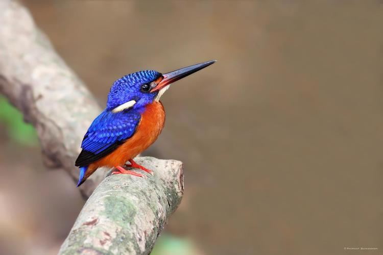Blue-eared kingfisher wwwhbwcomsitesdefaultfilesstylesibc1kpubl