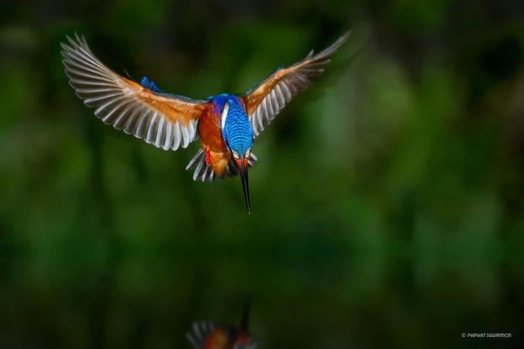 Blue-eared kingfisher Blueeared Kingfisher Alcedo meninting videos photos and sound