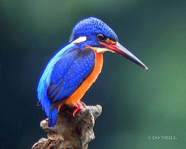 Blue-eared kingfisher Oriental Bird Club Image Database Blueeared Kingfisher Alcedo