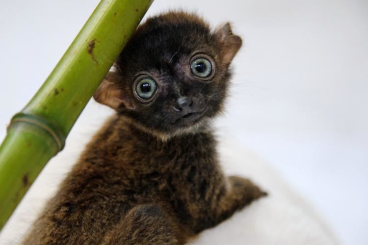Blue-eyed black lemur Endangered blueeyed black lemur very rare born at French zoo NY