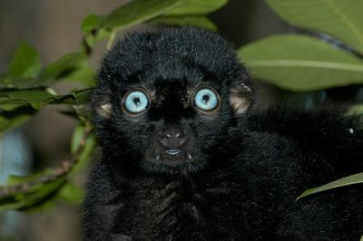 Blue-eyed black lemur Summary Blueeyed Black Lemur Eulemur flavifrons Fact Sheet