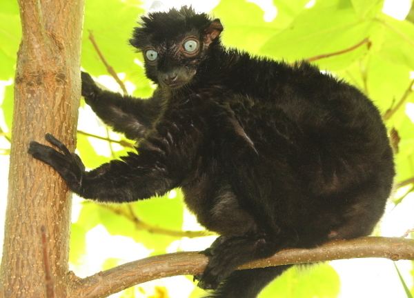 Blue-eyed black lemur Gorgeous BlueEyed Lemur Faces Extinction in 11 Years Scientific