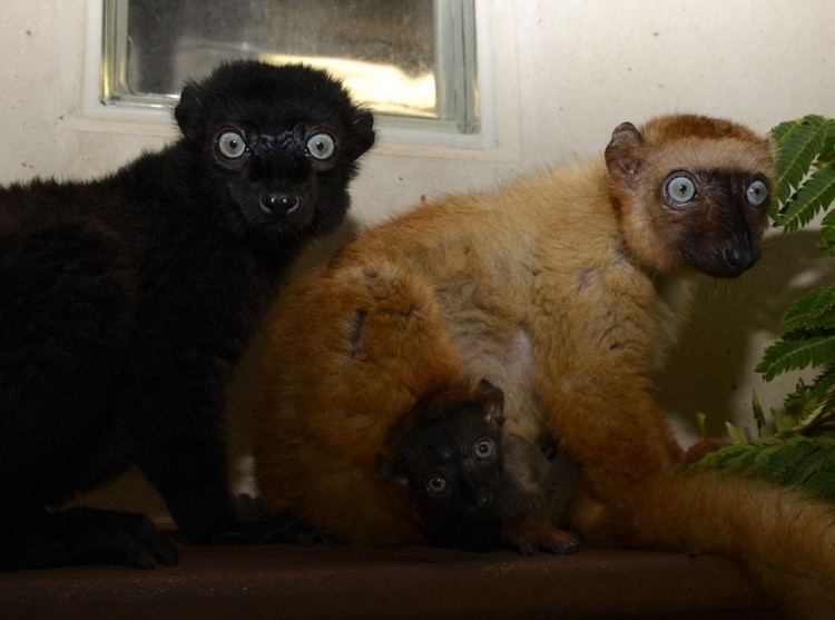 Blue-eyed black lemur lemurdukeeduwordpresswpcontentuploads20140