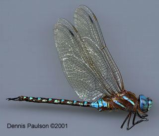 Blue-eyed darner imnhisuedudigitalatlasbioinsectsdrgnflyaesh