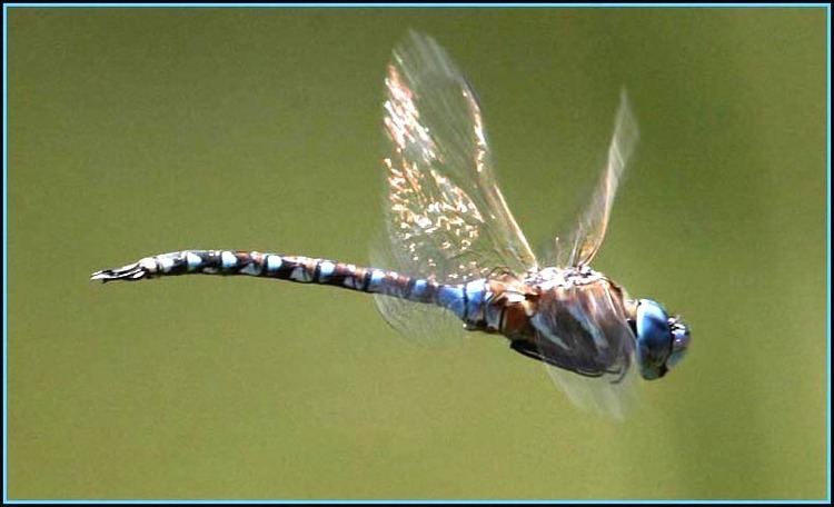 Blue-eyed darner Blueeyed Darner