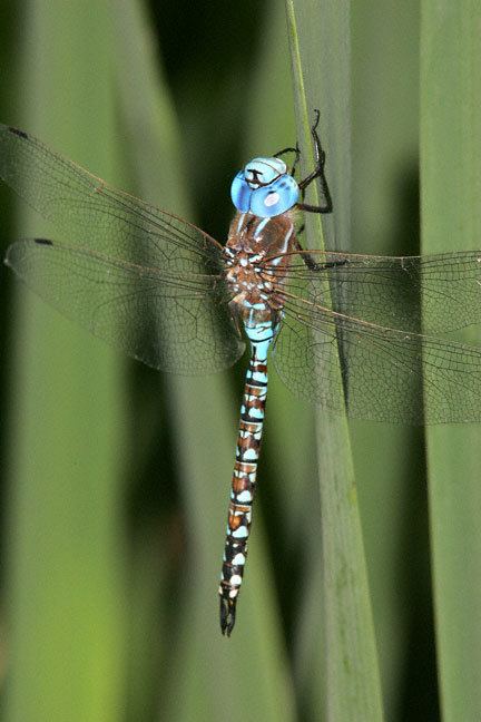 Blue-eyed darner Blueeyed Darner Rhionaeschna multicolor