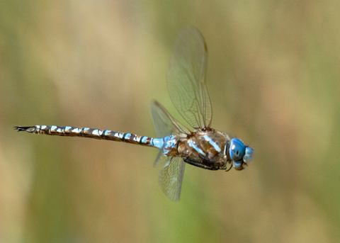 Blue-eyed darner Blueeyed Darner Rhionaeschna multicolor