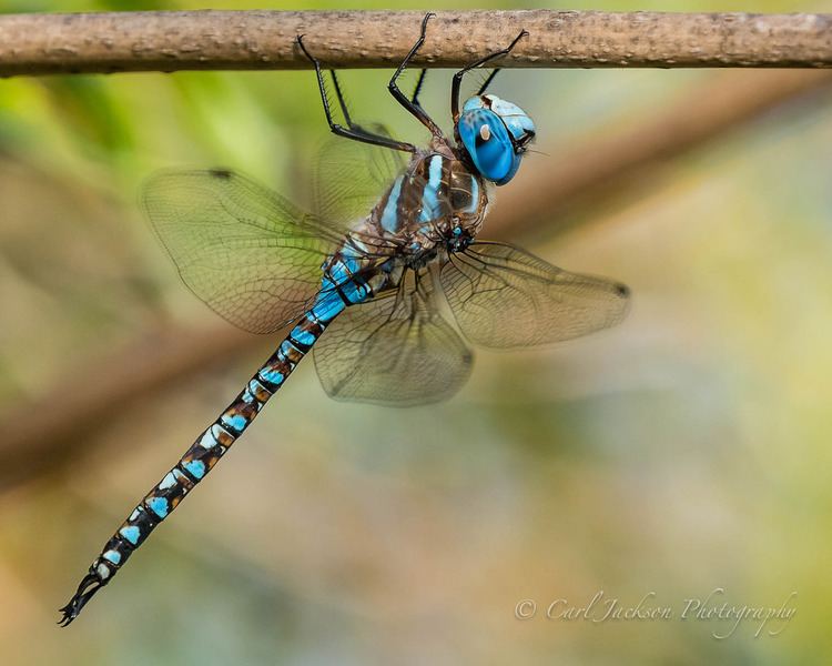 Blue-eyed darner Blueeyed Darner Rhionaeschna multicolor cbjphoto Flickr