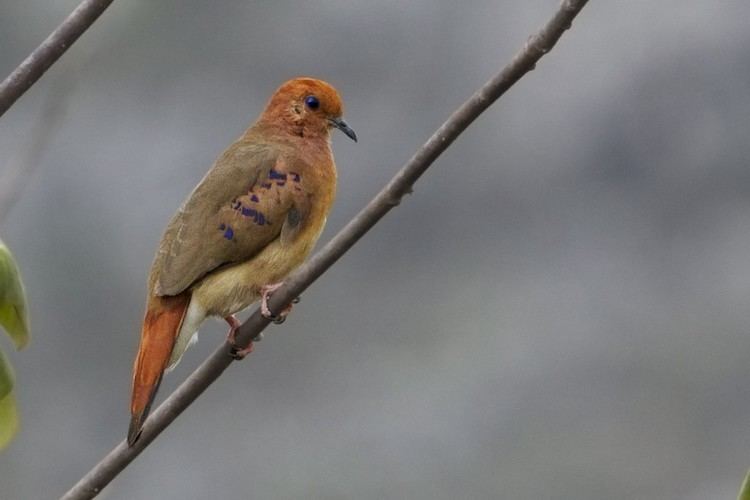 Blue-eyed ground dove Lost and Found Brazil39s Blueeyed 39Ghost Species39 Dbrief