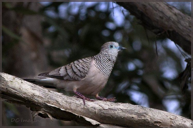 Blue-eyed ground dove everybird 2017 on Twitter quotBIRD 1942 Blueeyed GroundDove