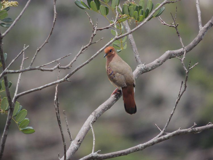 Blue-eyed ground dove Extremely rare 39Species X39 rediscovered in Brazil after 75 year