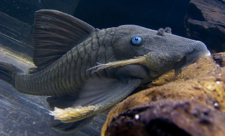 Blue-eyed plec Panaque cochliodon BlueEyed Pleco fish Pinterest Google