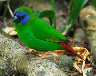 Blue-faced parrotfinch wwwaustralianfinchsocietycoukimagesbluefaced0