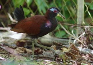Blue-faced rail Surfbirds Online Photo Gallery Search Results