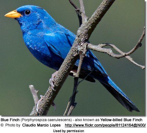 Blue finch Blue Finches Porphyrospiza caerulescens