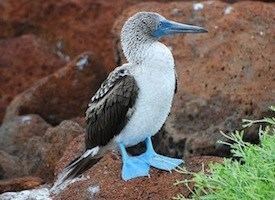 Blue-footed booby Bluefooted Booby Identification All About Birds Cornell Lab of