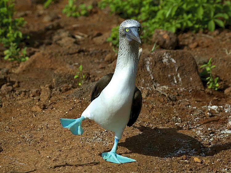 Blue-footed booby Blue Footed Booby Entertainment GalapagosStyle