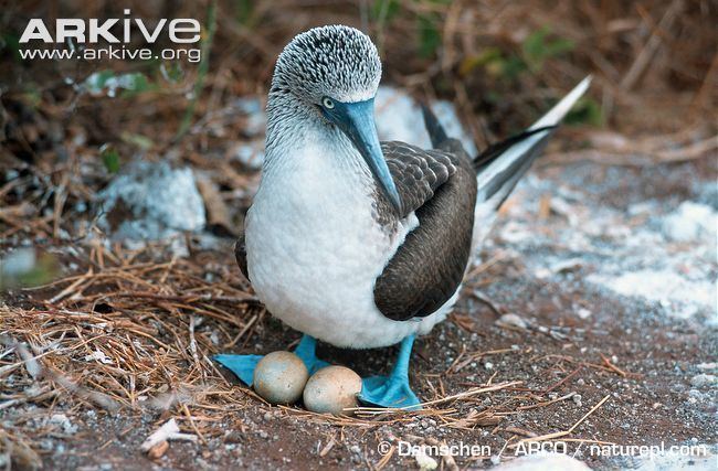Blue-footed booby Bluefooted booby photos Sula nebouxii ARKive