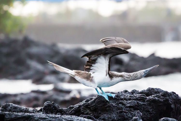 Blue-footed booby BlueFooted Boobies BlueFooted Booby Pictures BlueFooted Booby